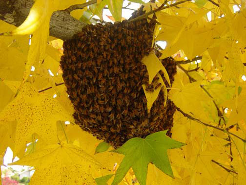 Riverside Bee Removal Guys Picture of a 
    swarm we relocated from a tree.