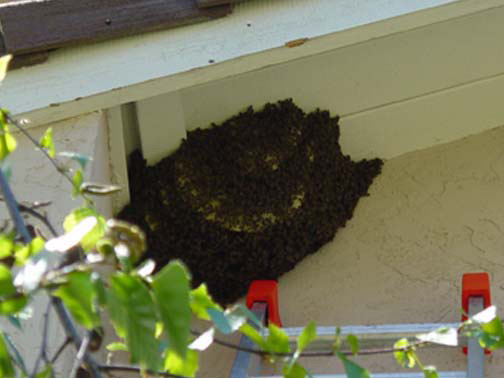 Bee Removal Riverside This is a 
    picture of a hive hanging underneath an eave.