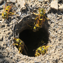 Yellow Jacket Removal Riverside CA